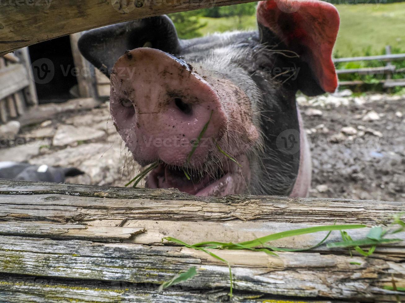 pink and black pig close up photo