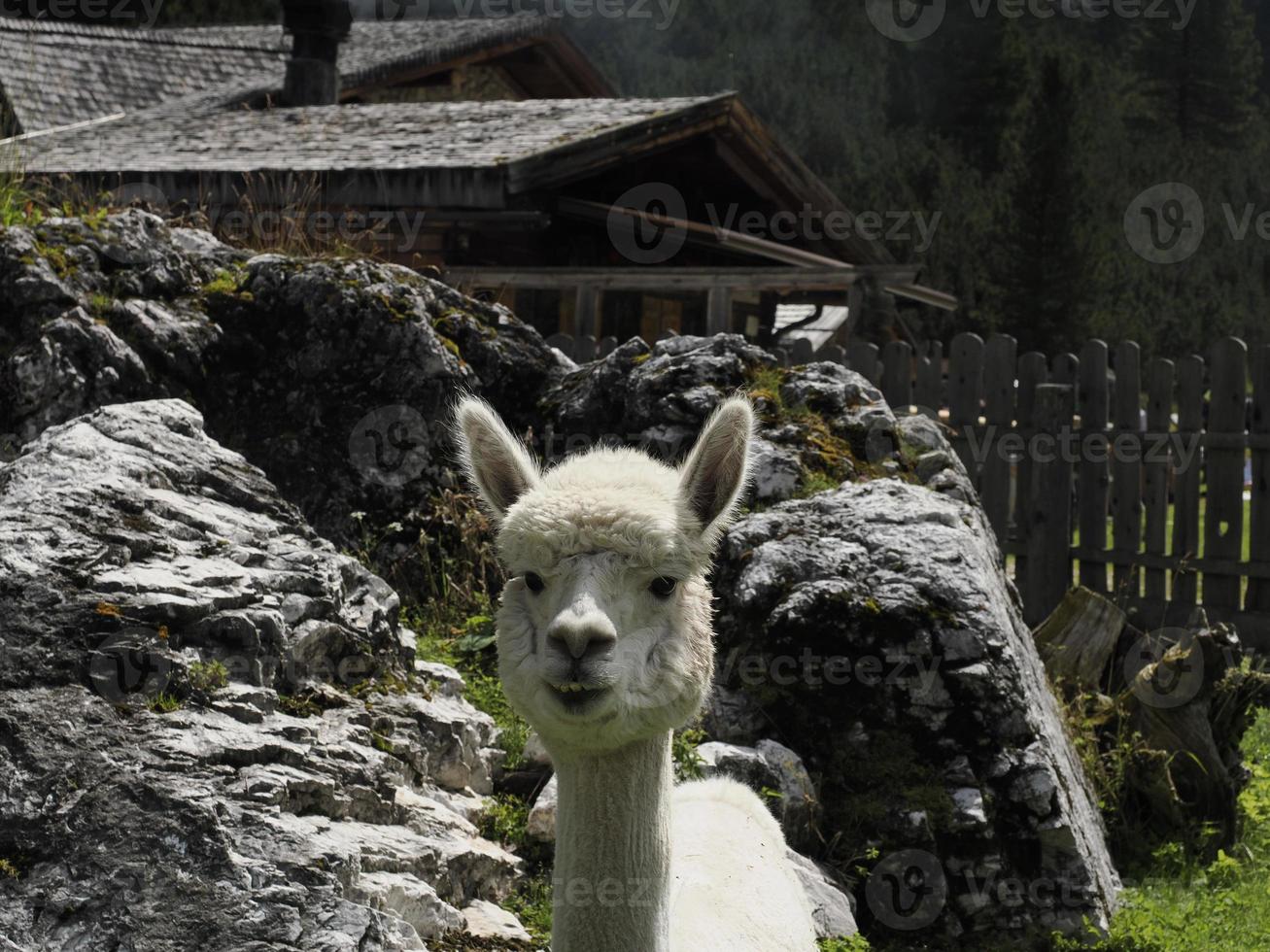 alpaca adorable fluffy portrait looking at you photo