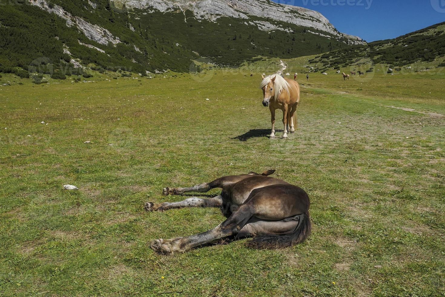 caballos relajándose en la hierba en el fondo de las montañas dolomitas foto