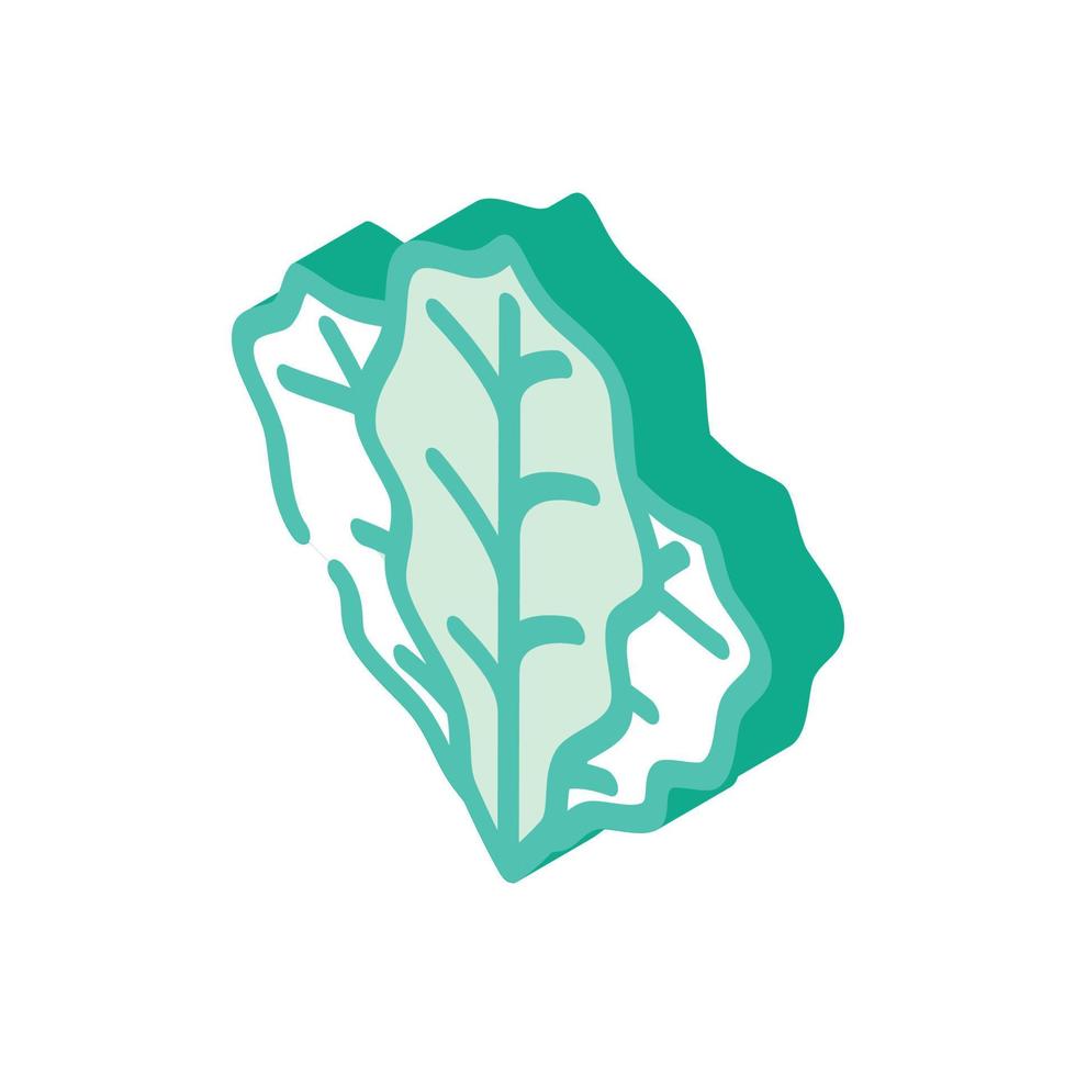 spinach leaves isometric icon vector illustration