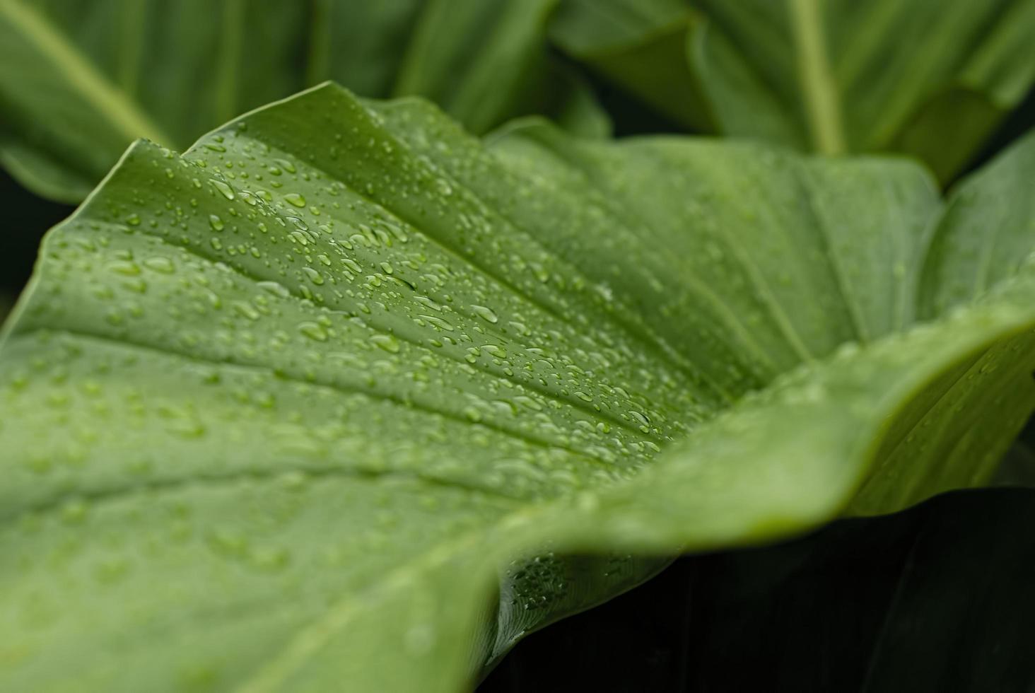 closeup nature view of green leaf and various background. Flat lay, dark nature concept, tropical leaf photo