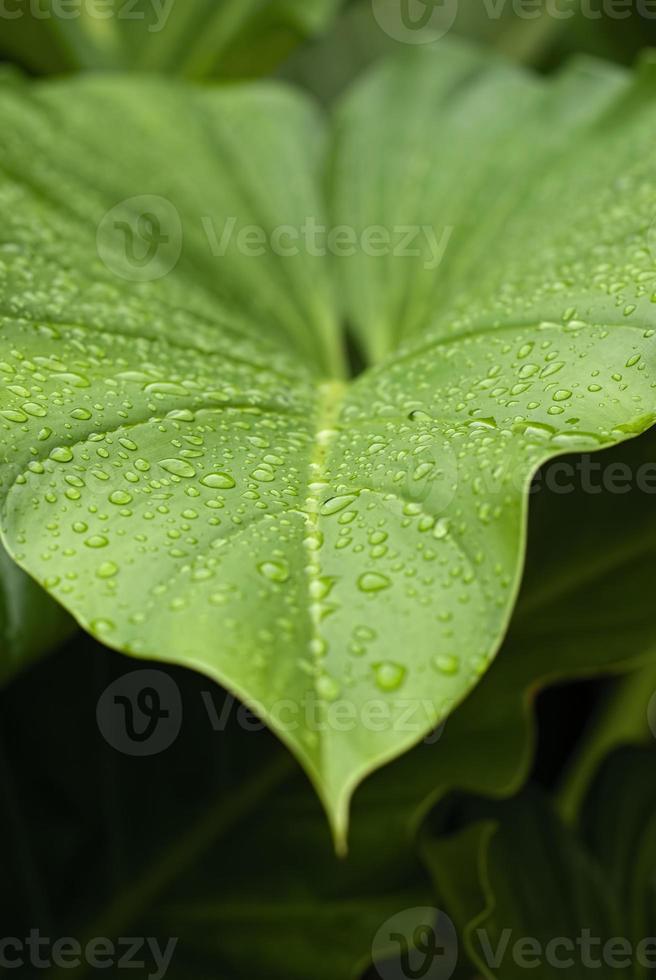 vista de primer plano de la naturaleza de la hoja verde y varios antecedentes. endecha plana, concepto de naturaleza oscura, hoja tropical foto