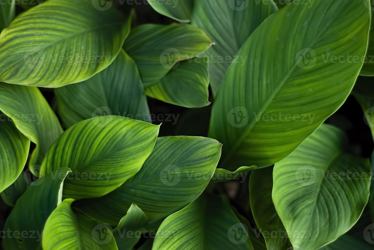 closeup nature view of green leaf and various background. Flat lay, dark nature concept, tropical leaf photo