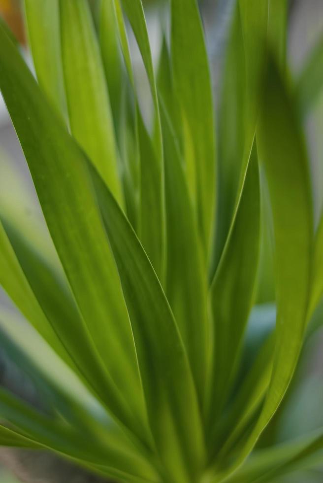 vista de primer plano de la naturaleza de la hoja verde y varios antecedentes. endecha plana, concepto de naturaleza oscura, hoja tropical foto