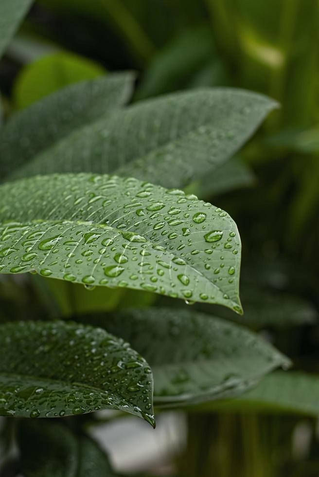 closeup nature view of green leaf and various background. Flat lay, dark nature concept, tropical leaf photo