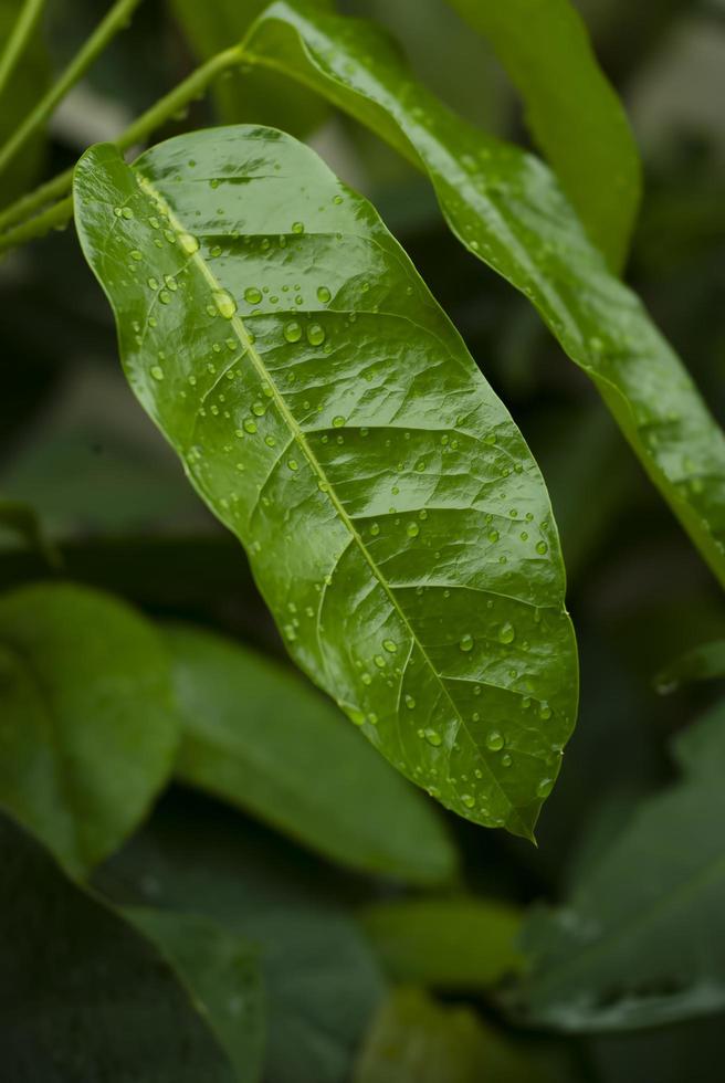 closeup nature view of green leaf and various background. Flat lay, dark nature concept, tropical leaf photo
