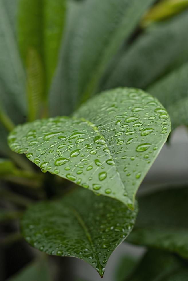 closeup nature view of green leaf and various background. Flat lay, dark nature concept, tropical leaf photo