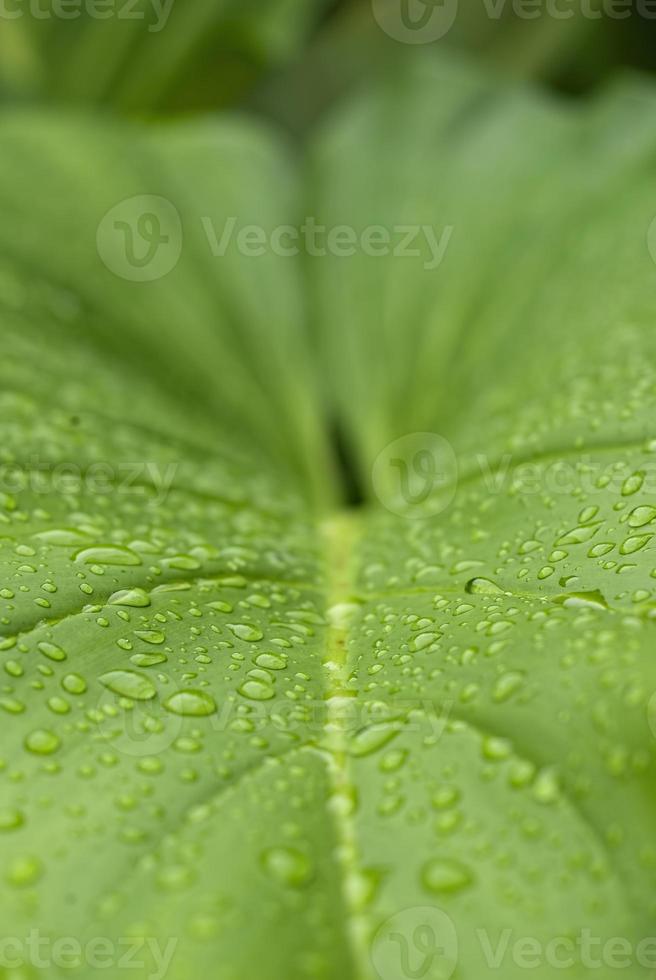 vista de primer plano de la naturaleza de la hoja verde y varios antecedentes. endecha plana, concepto de naturaleza oscura, hoja tropical foto