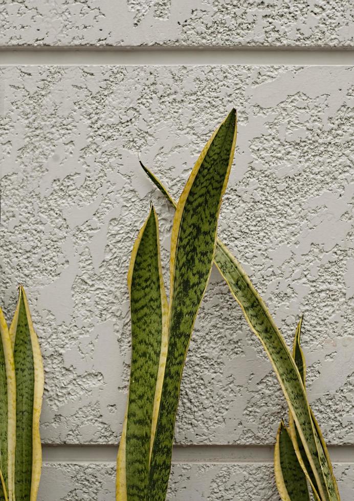 vista de primer plano de la naturaleza de la hoja verde y varios antecedentes. endecha plana, concepto de naturaleza oscura, hoja tropical foto