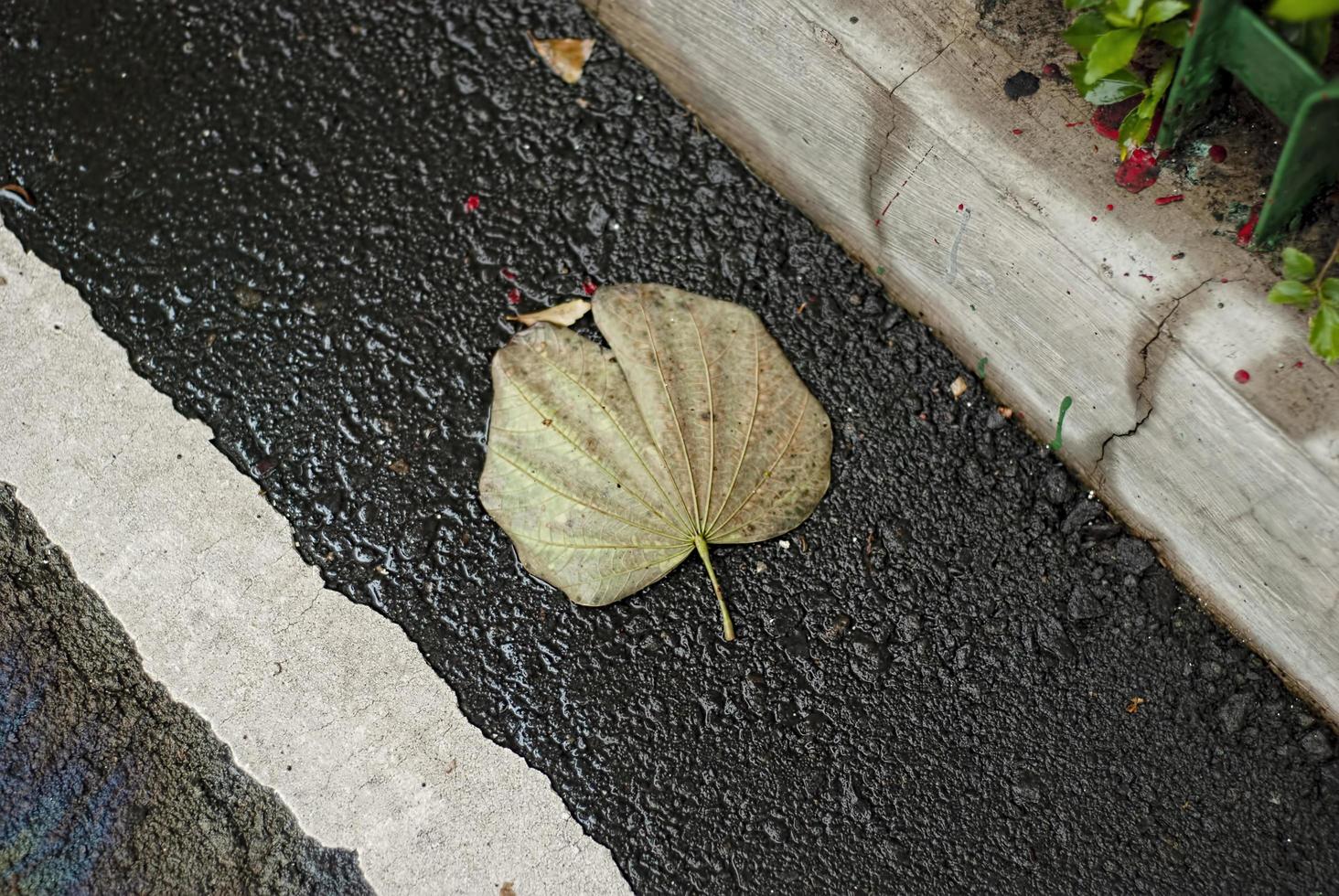 closeup nature view of green leaf and various background. Flat lay, dark nature concept, tropical leaf photo