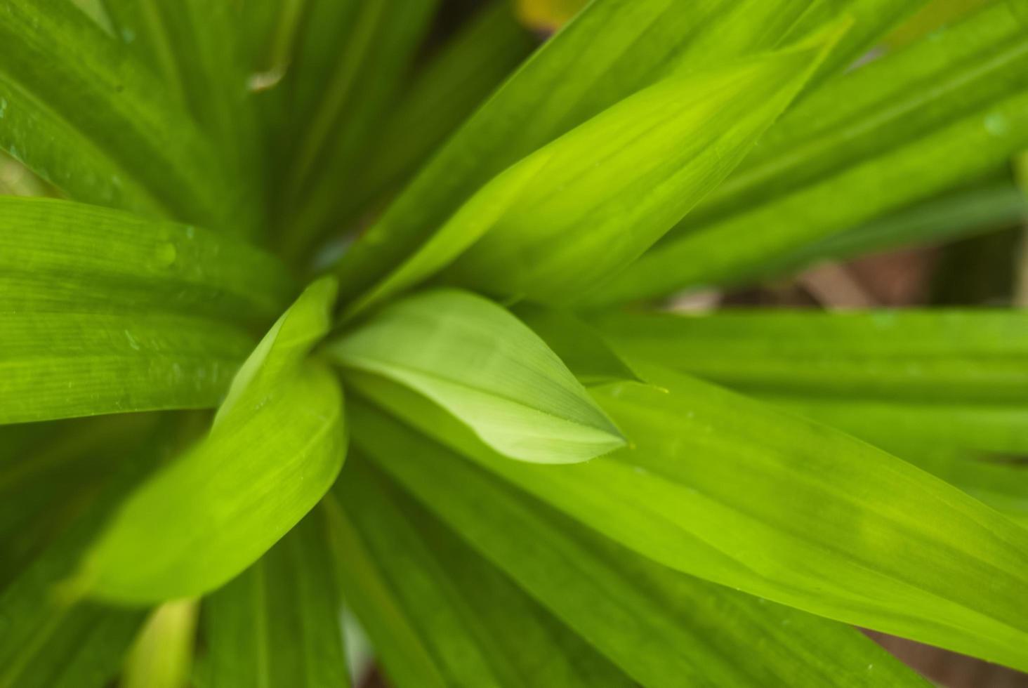 closeup nature view of green leaf and various background. Flat lay, dark nature concept, tropical leaf photo