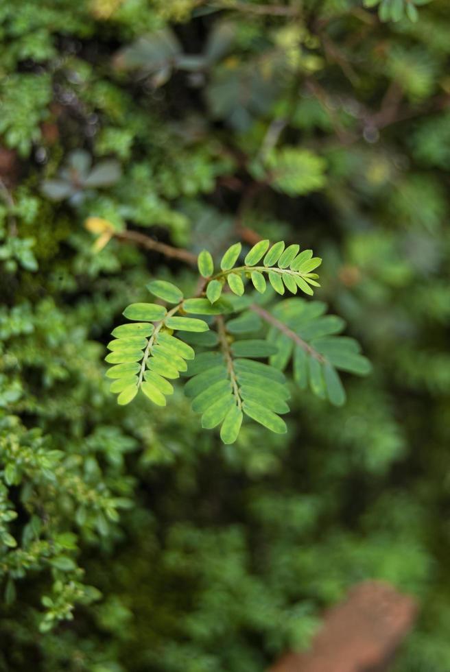 closeup nature view of green leaf and various background. Flat lay, dark nature concept, tropical leaf photo