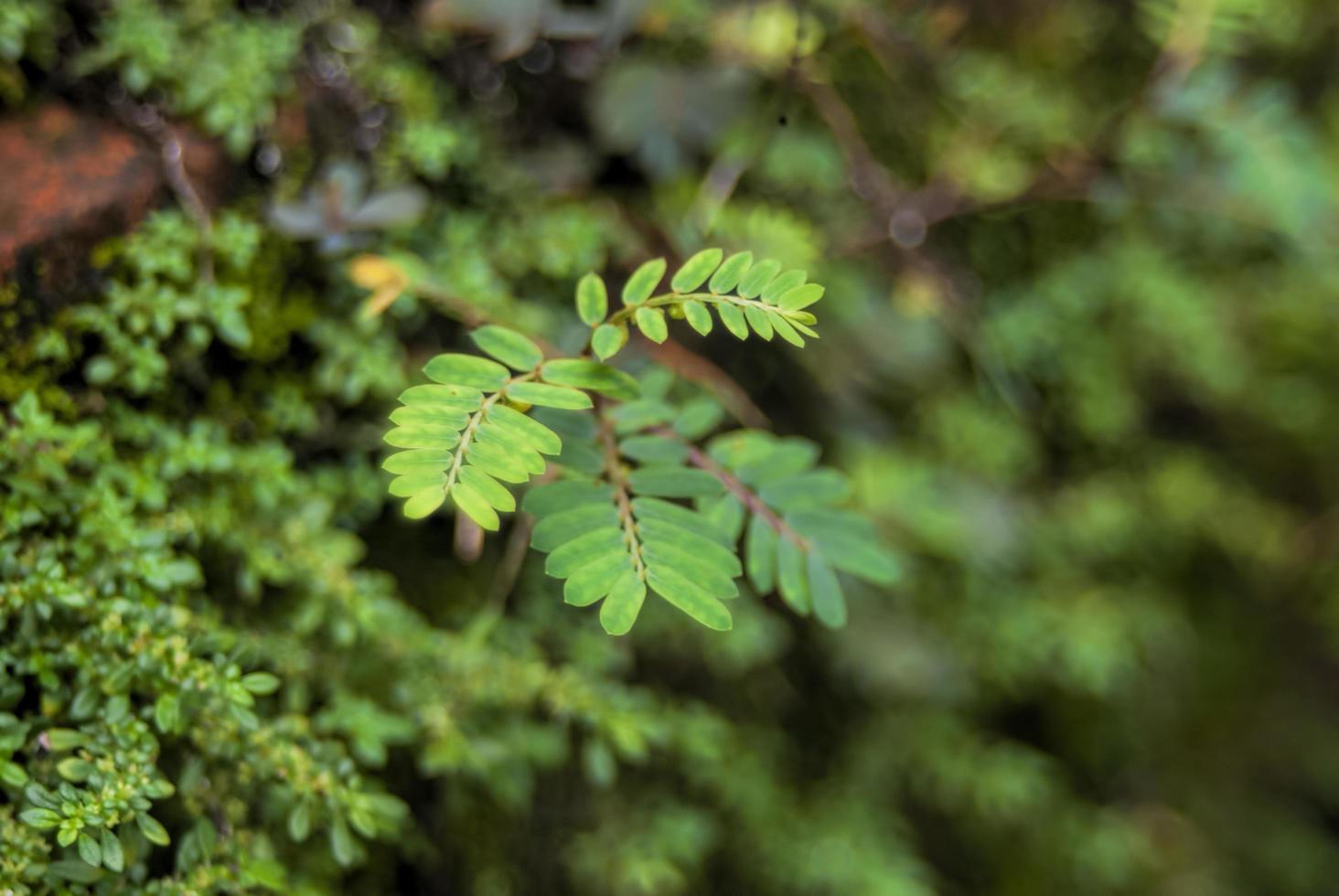 closeup nature view of green leaf and various background. Flat lay, dark nature concept, tropical leaf photo