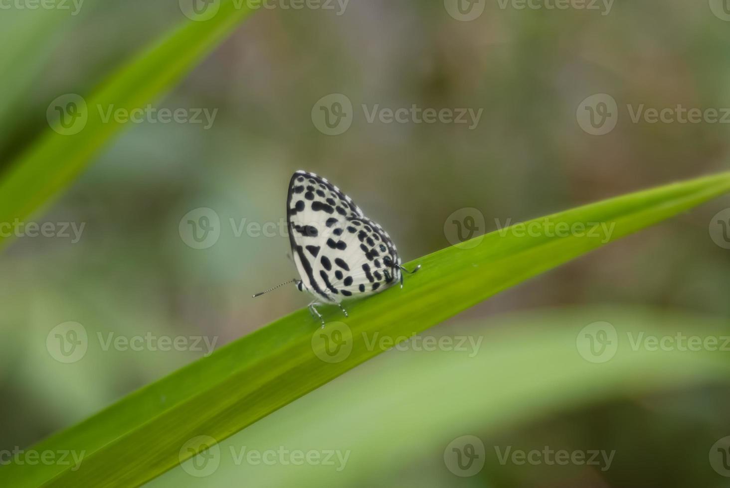 white butterfly sitting in profile on a green Leaf photo