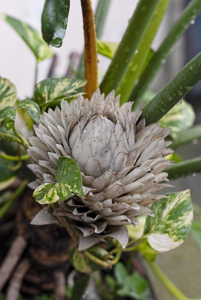 flores exóticas secas protea en el fondo de la naturaleza de cerca foto