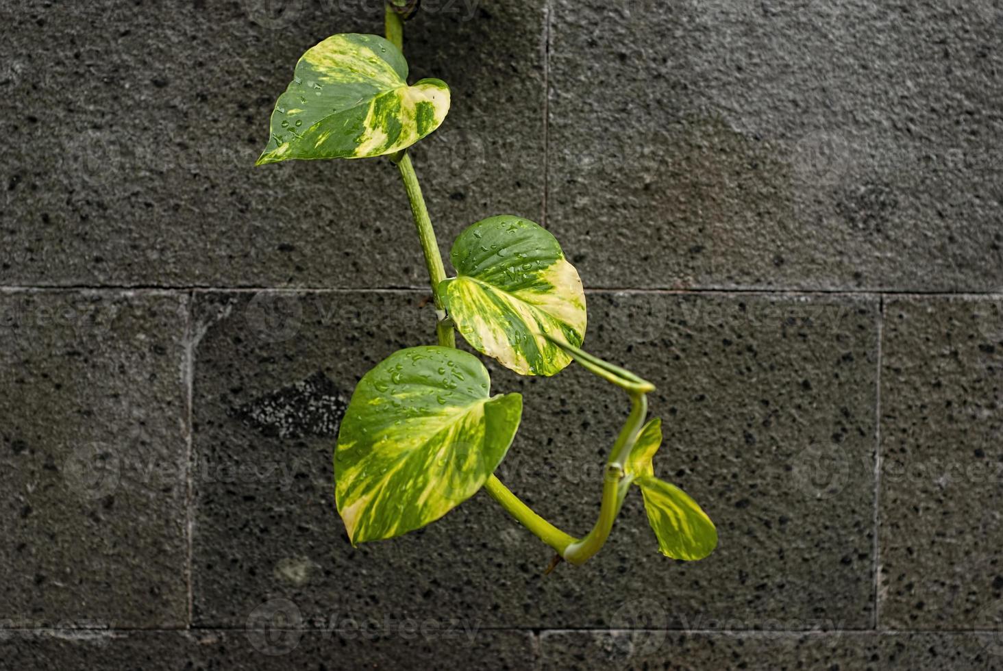 closeup nature view of green leaf and various background. Flat lay, dark nature concept, tropical leaf photo