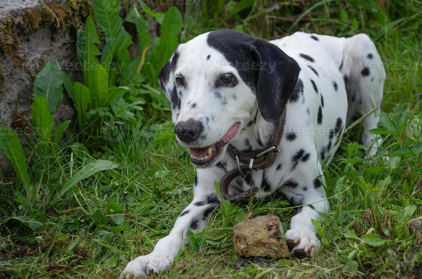 Dalmatian dog playing with stone, playful big dog photo