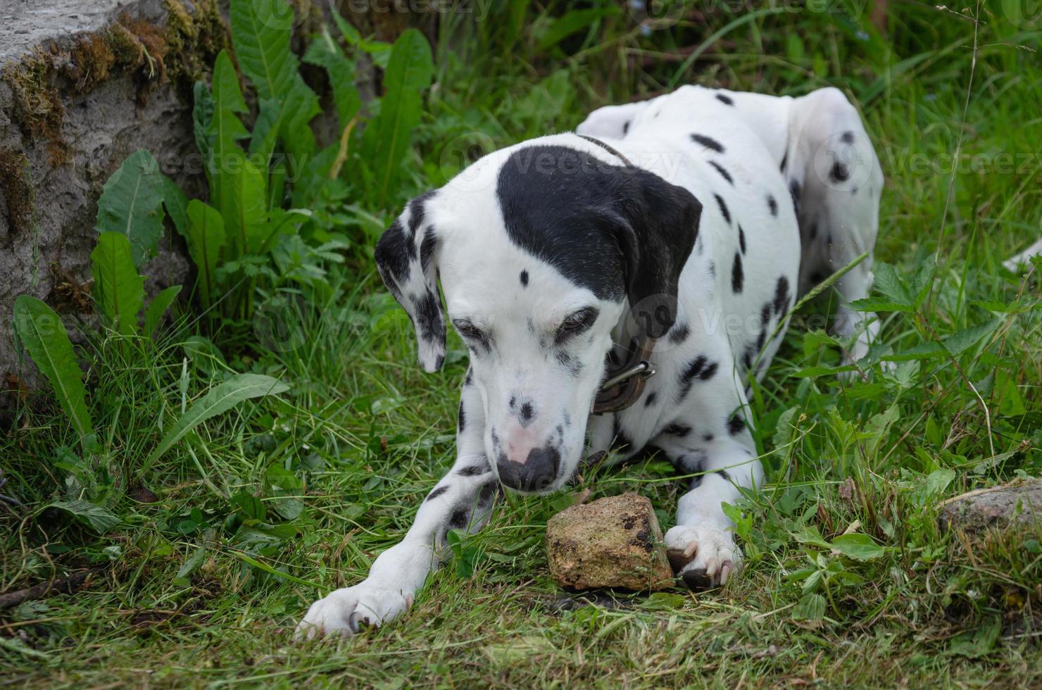 Dalmatian dog playing with stone, playful big dog photo