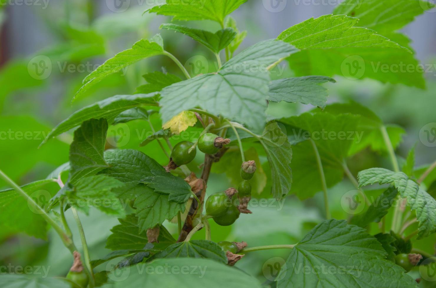 not ripe currant berries on the bush. Green currants in spring photo