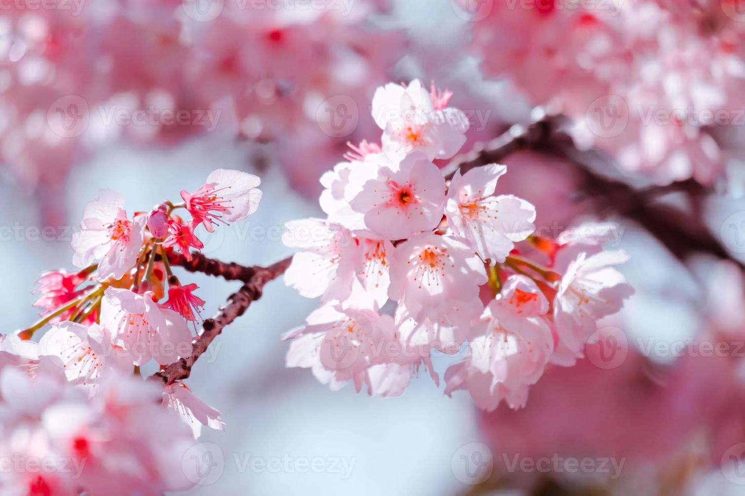 enfoque selectivo de la hermosa flor de cerezo con desvanecimiento en flor de sakura rosa pastel, plena floración una temporada de primavera en Japón foto