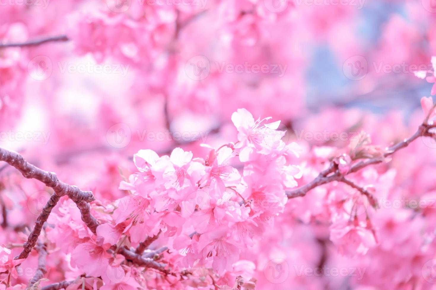 enfoque suave hermosas flores de cerezo rosa sakura con refrescante en la mañana en japón foto