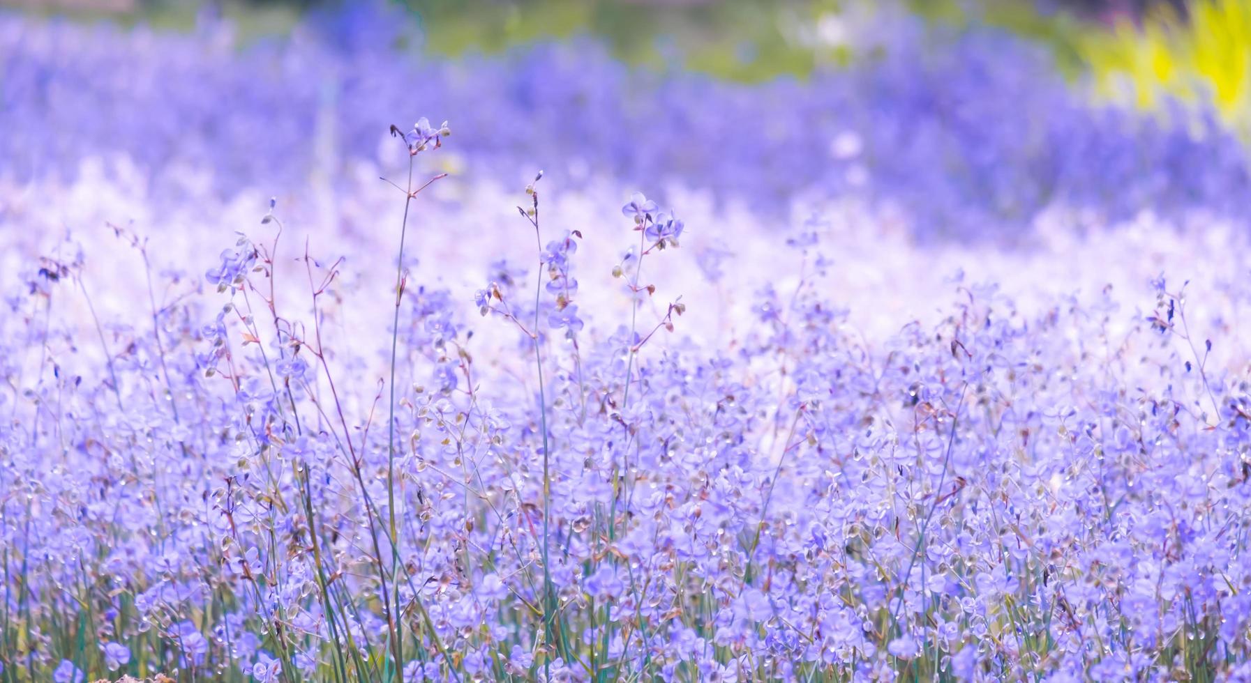 blurred of Beautiful Purple wild flowers blooming with refreshing in the morning,Soft pastel on nature bokeh background photo
