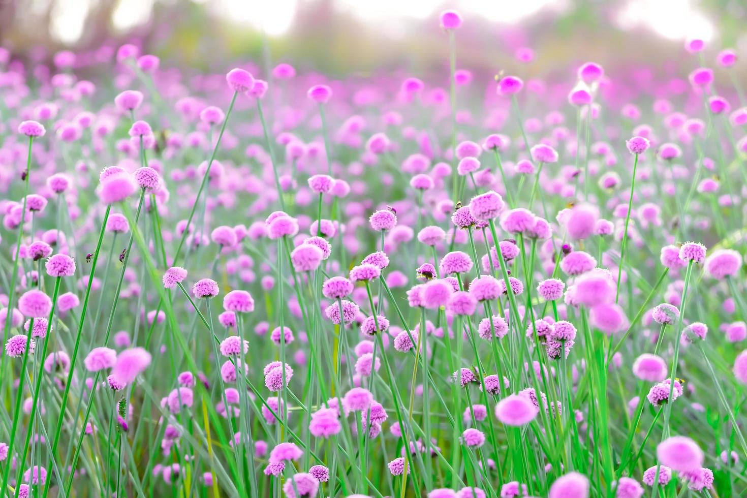 Blurred,Pink wild flower fields.Beautiful growing and blooming in the nature photo