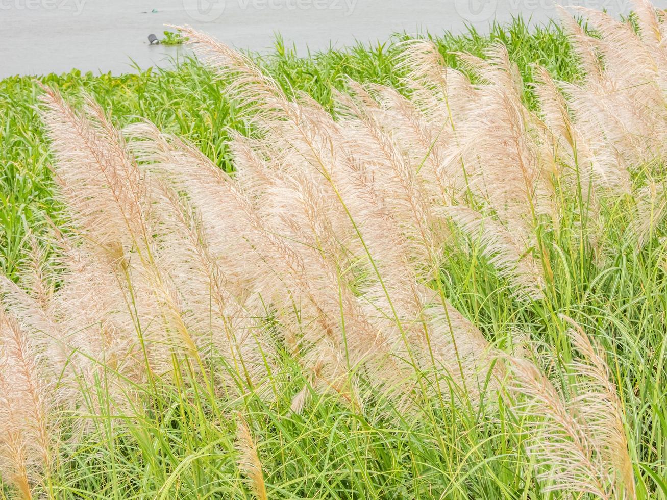 grass flower on the field photo