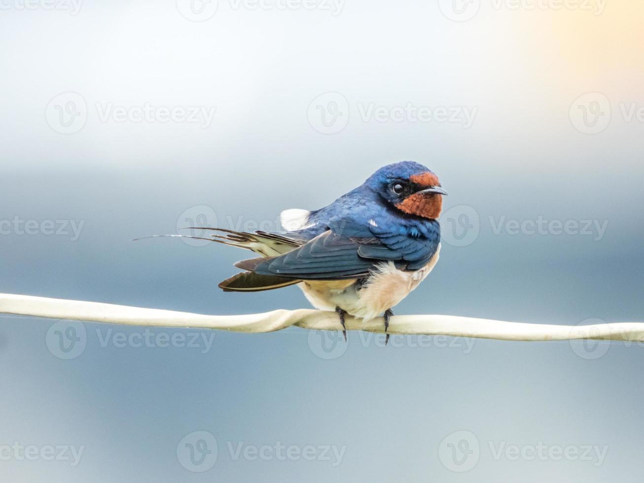 golondrina encaramada en el alambre en el jardín foto