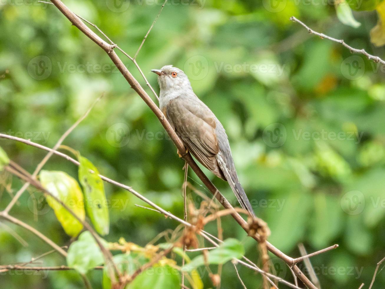 plaintive cuckoo perched on tree photo