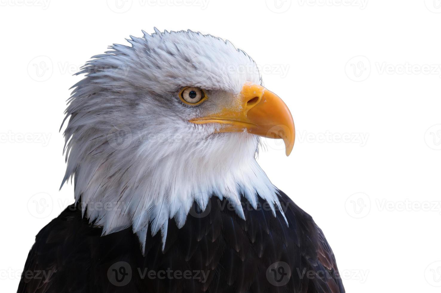 águila rey de los pájaros rey del cielo mirando, águila india del himalaya completamente vectorial con fondo transparente foto