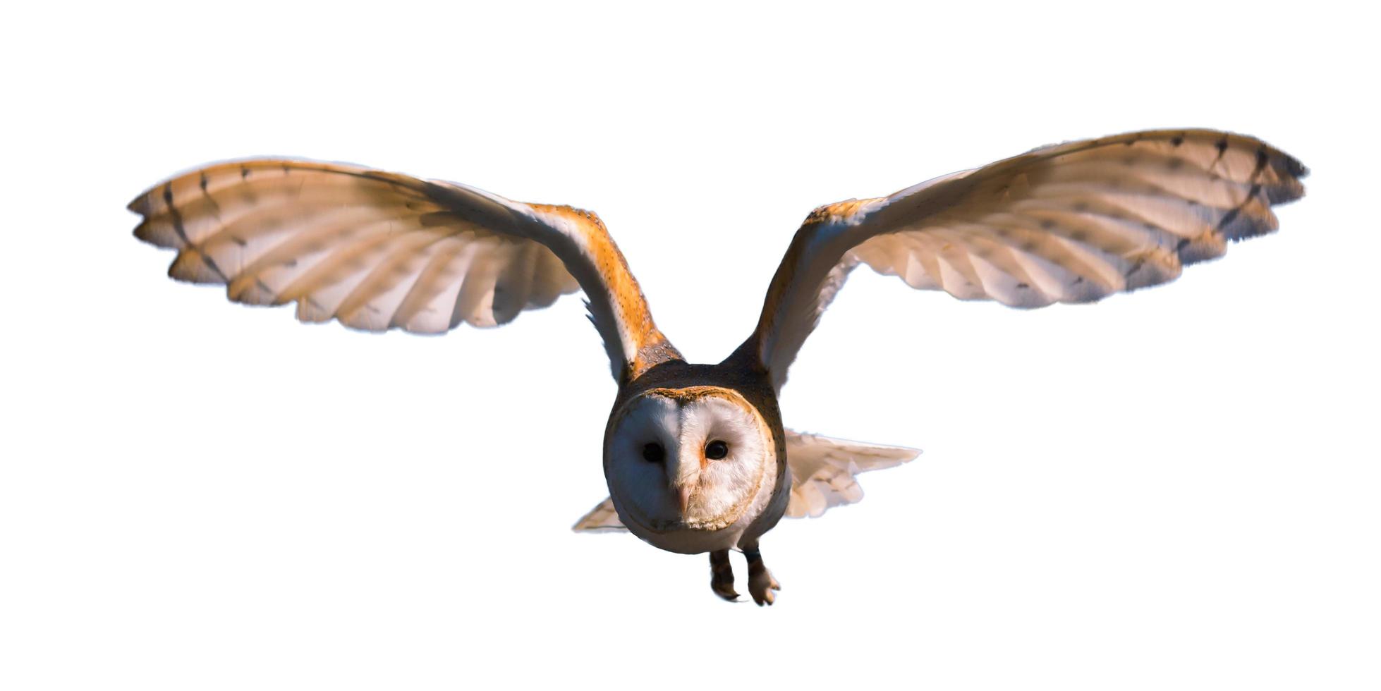 Photo of an Owl in macro photography isolated on white background in the sky flying The bureaucratic owl, also called field-buck thorn, field owl, owl-owl, buck-owl, owl-owl bam owl, wildlife b