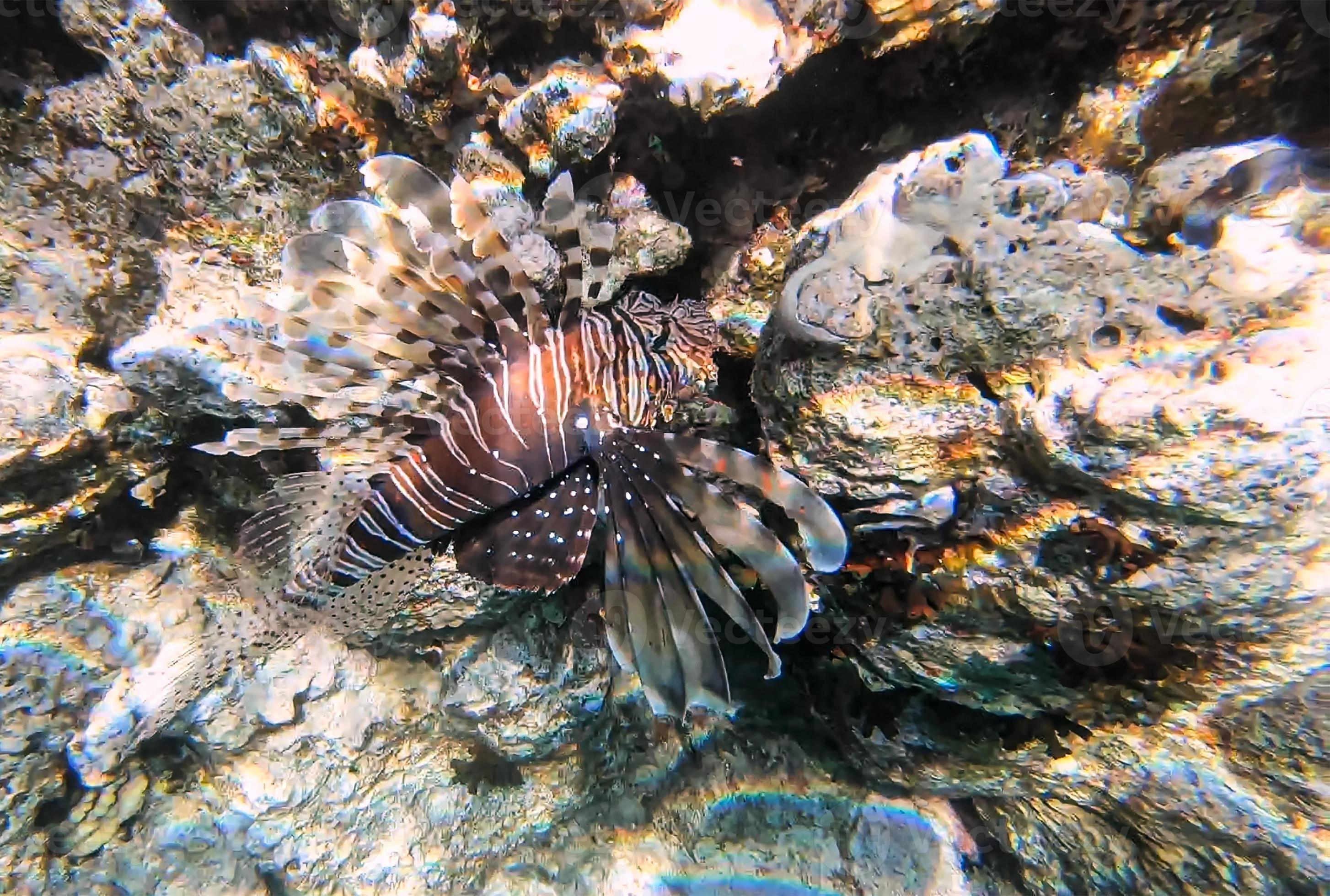 Winged fish, zebra fish, poisonous predatory fish in the Red Sea