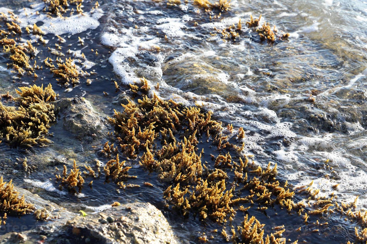 Algae on the rocks on the shores of the Mediterranean Sea in northern Israel. photo