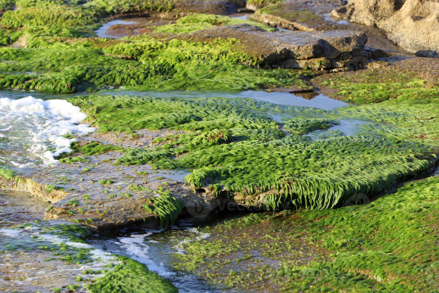 algas en las rocas a orillas del mar mediterráneo en el norte de israel. foto