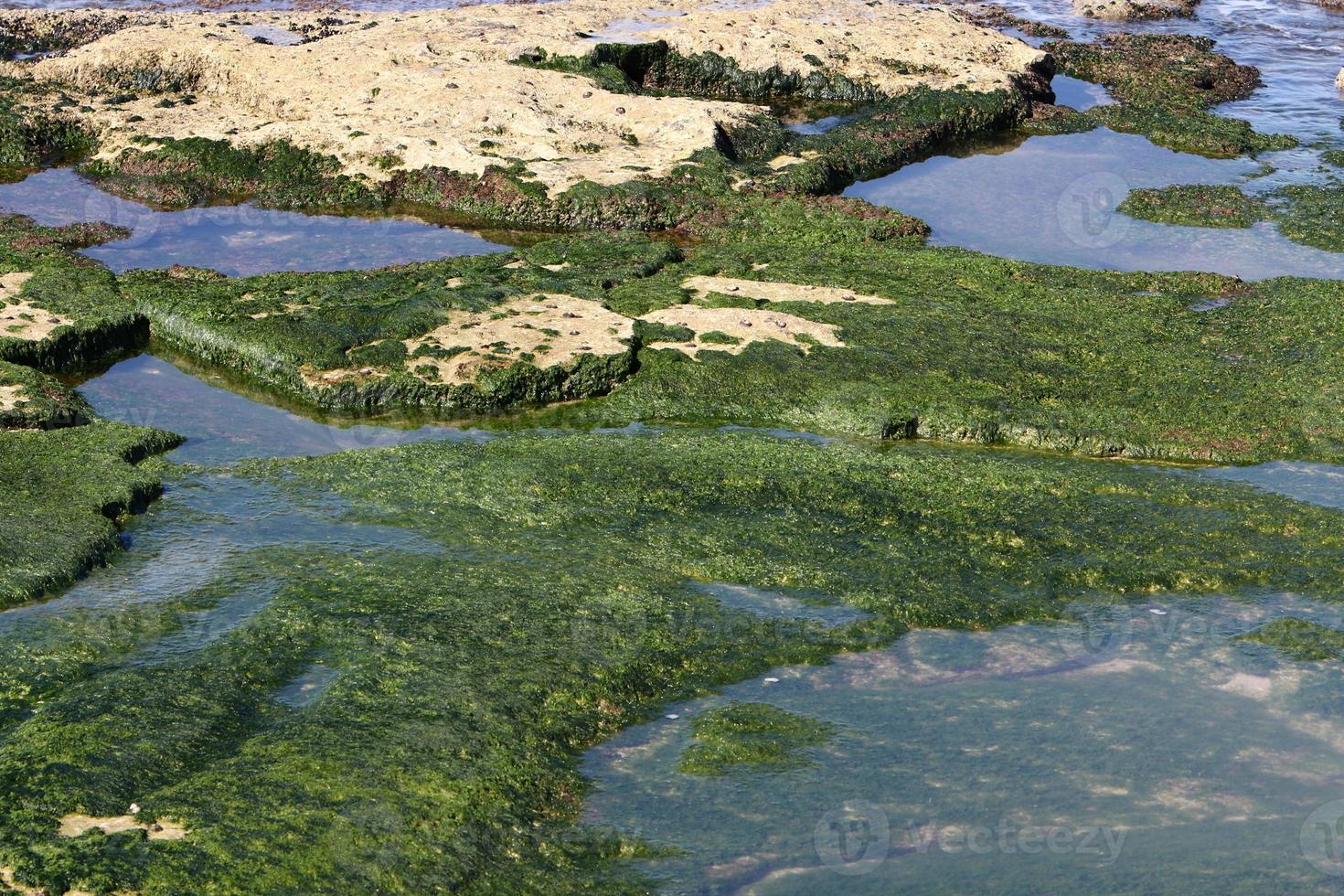 algas en las rocas a orillas del mar mediterráneo en el norte de israel. foto