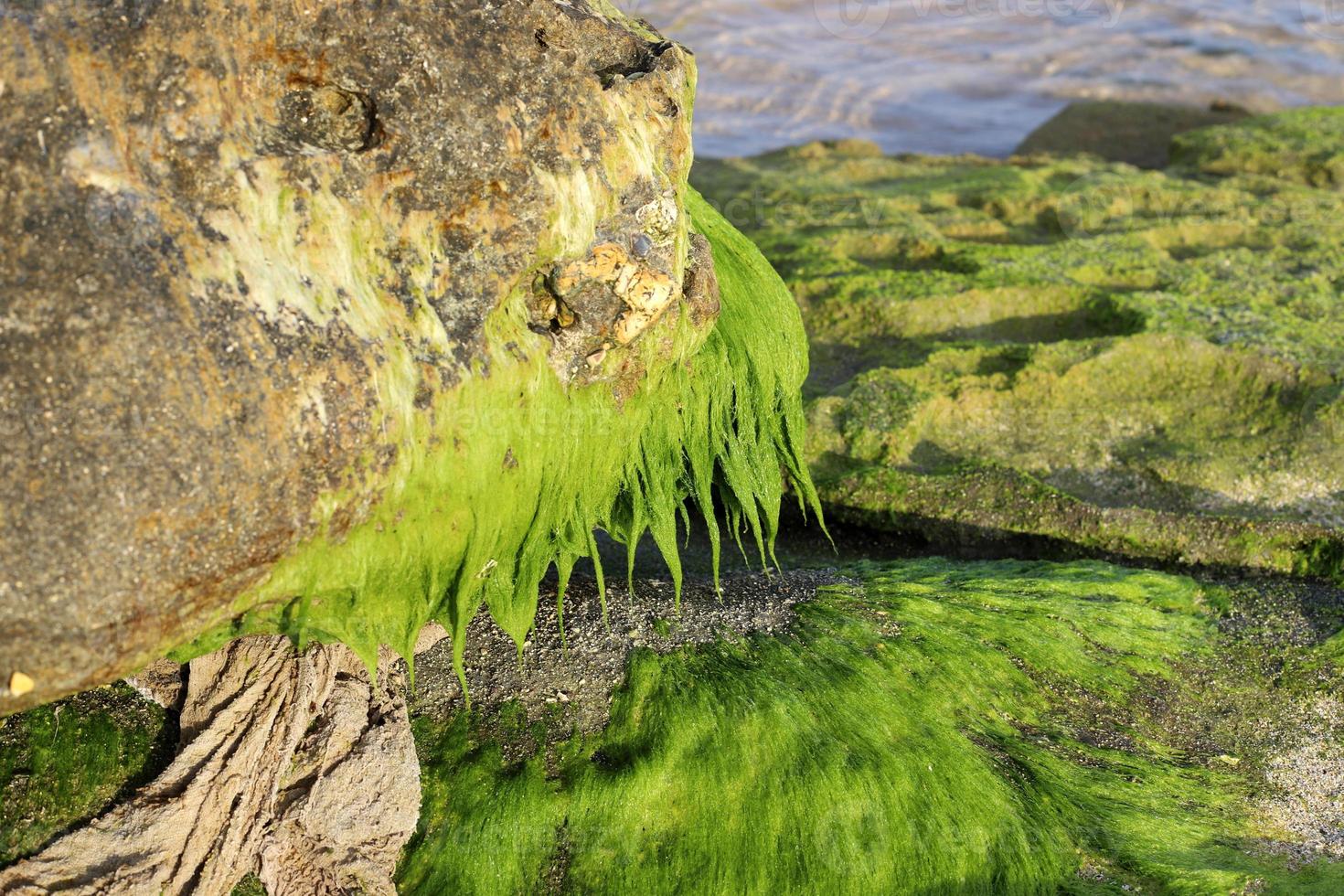 Algae on the rocks on the shores of the Mediterranean Sea in northern Israel. photo