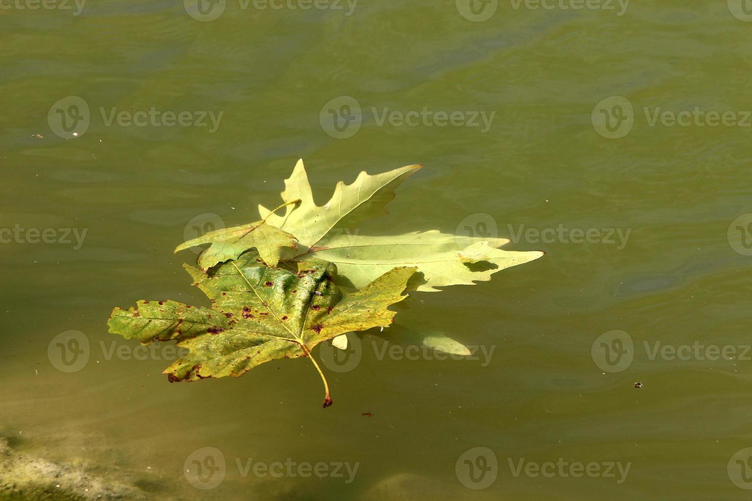 Fallen leaves and flowers in a city park in Israel. photo