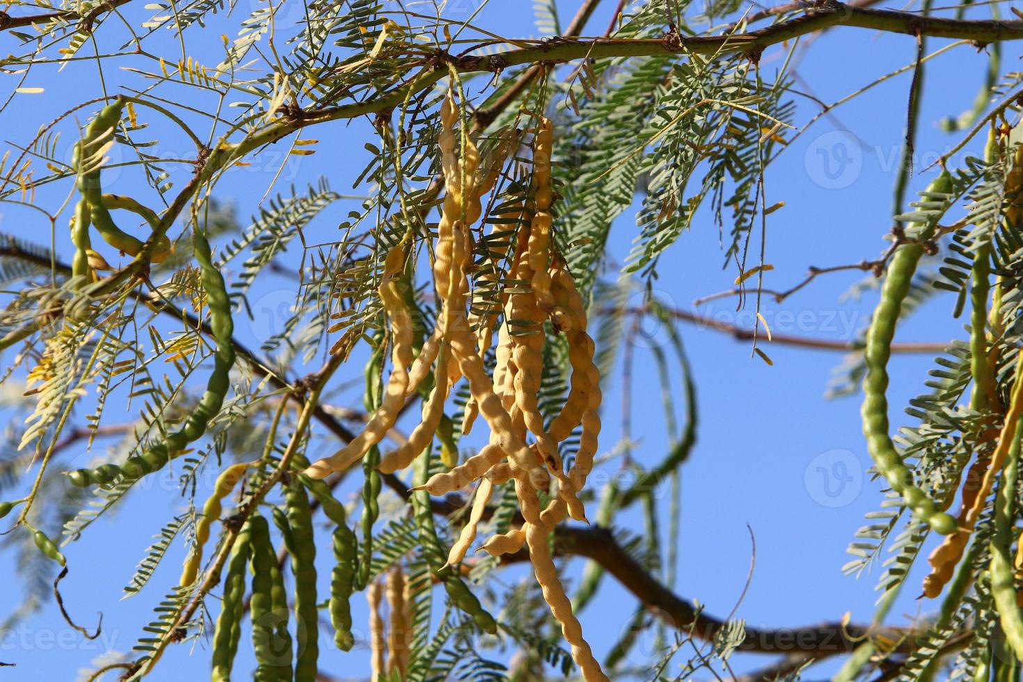 Carob tree in a city park in northern Israel. 17325114 Stock Photo at