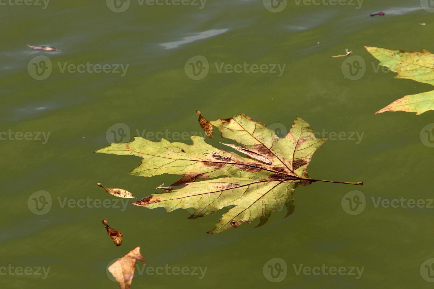 Fallen leaves and flowers in a city park in Israel. photo