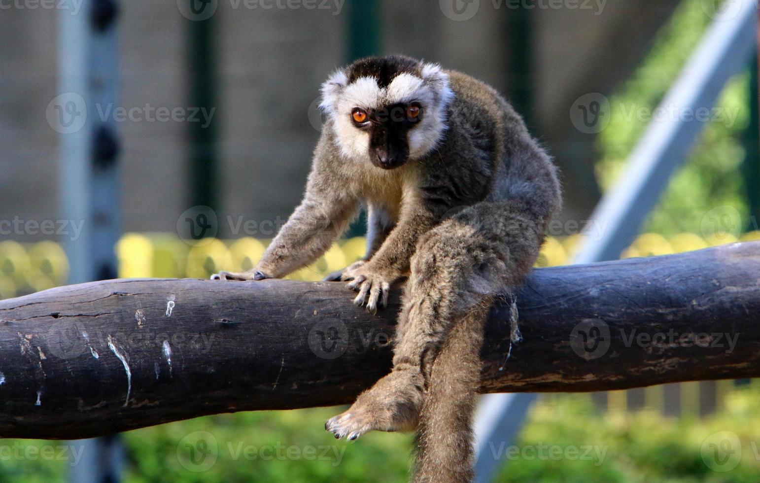 un pequeño mono vive en un zoológico en israel. foto