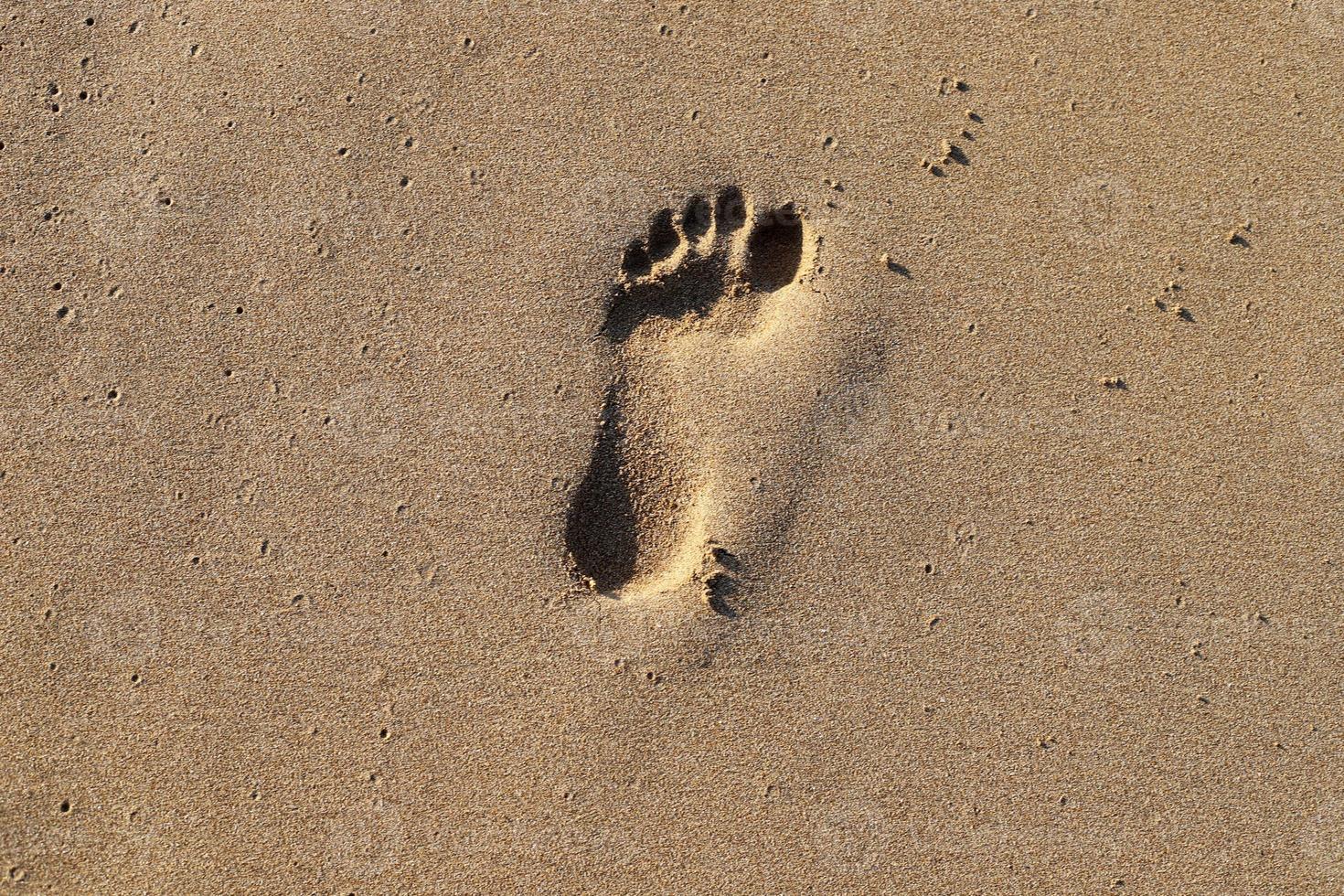 Footprints in the sand by the sea photo