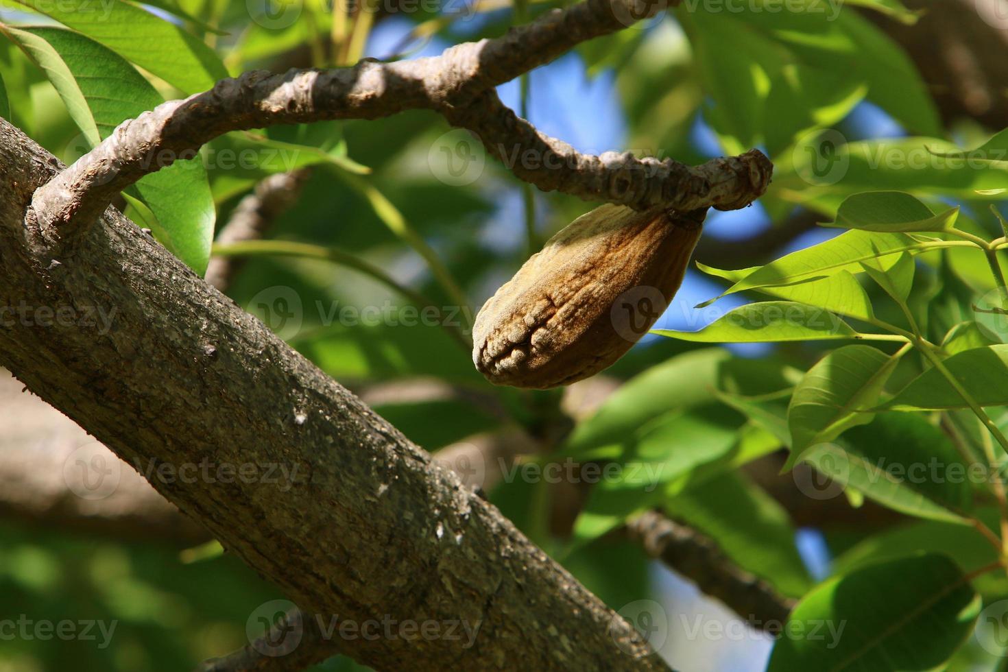 Brachychiton grows in a city park in northern Israel. photo