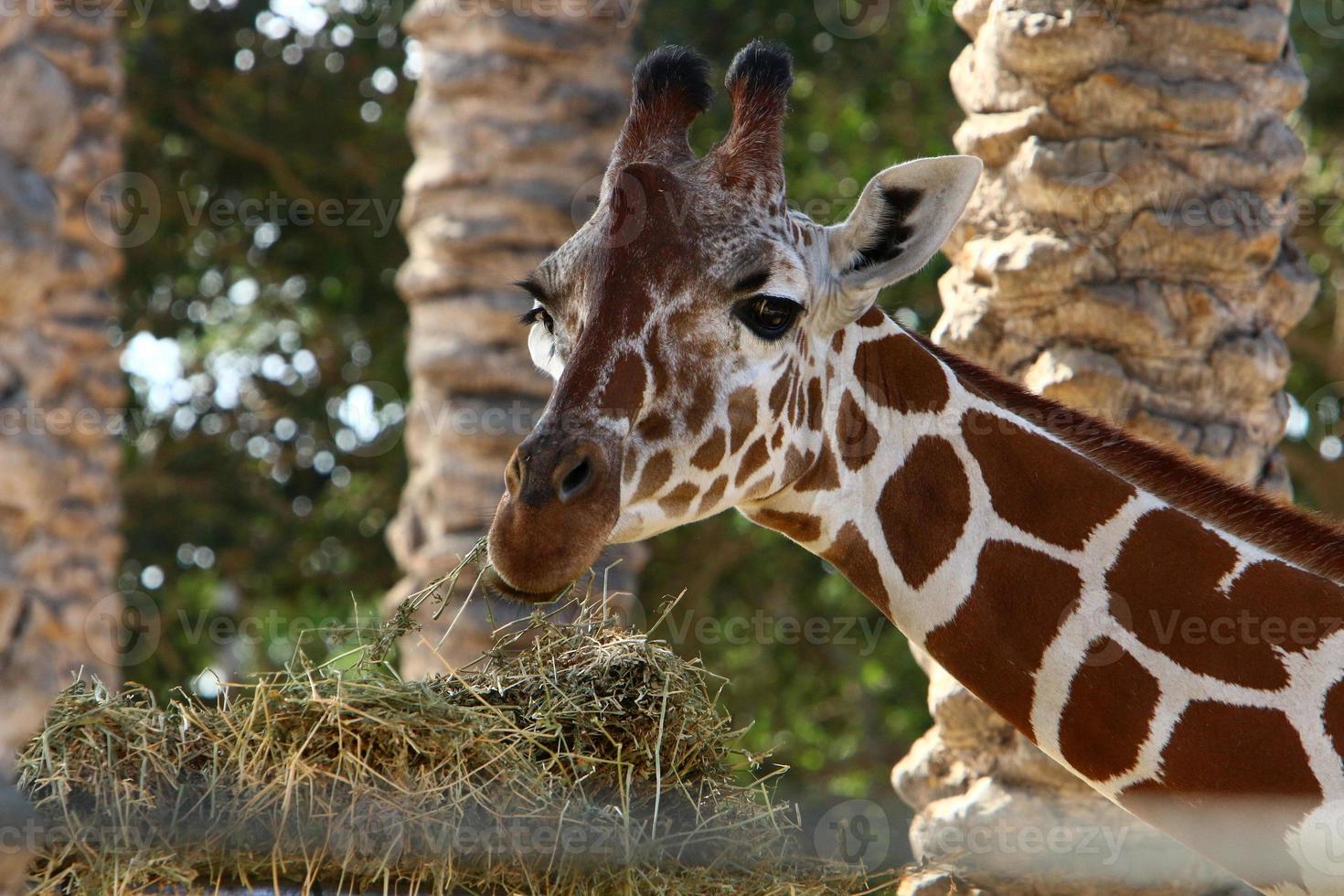 una jirafa vive en un zoológico en israel. foto