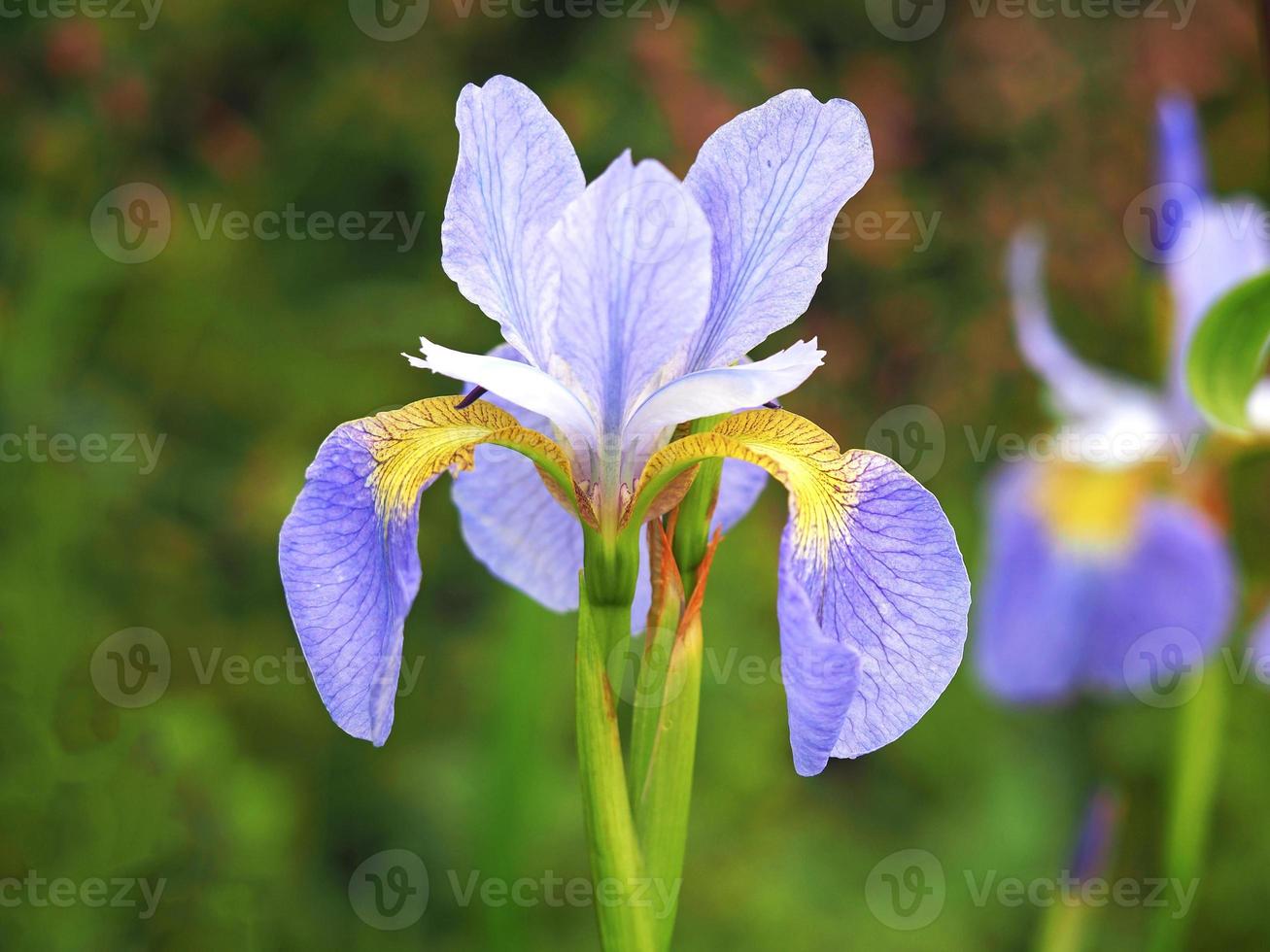 iris morado y amarillo floreciendo en un jardín foto