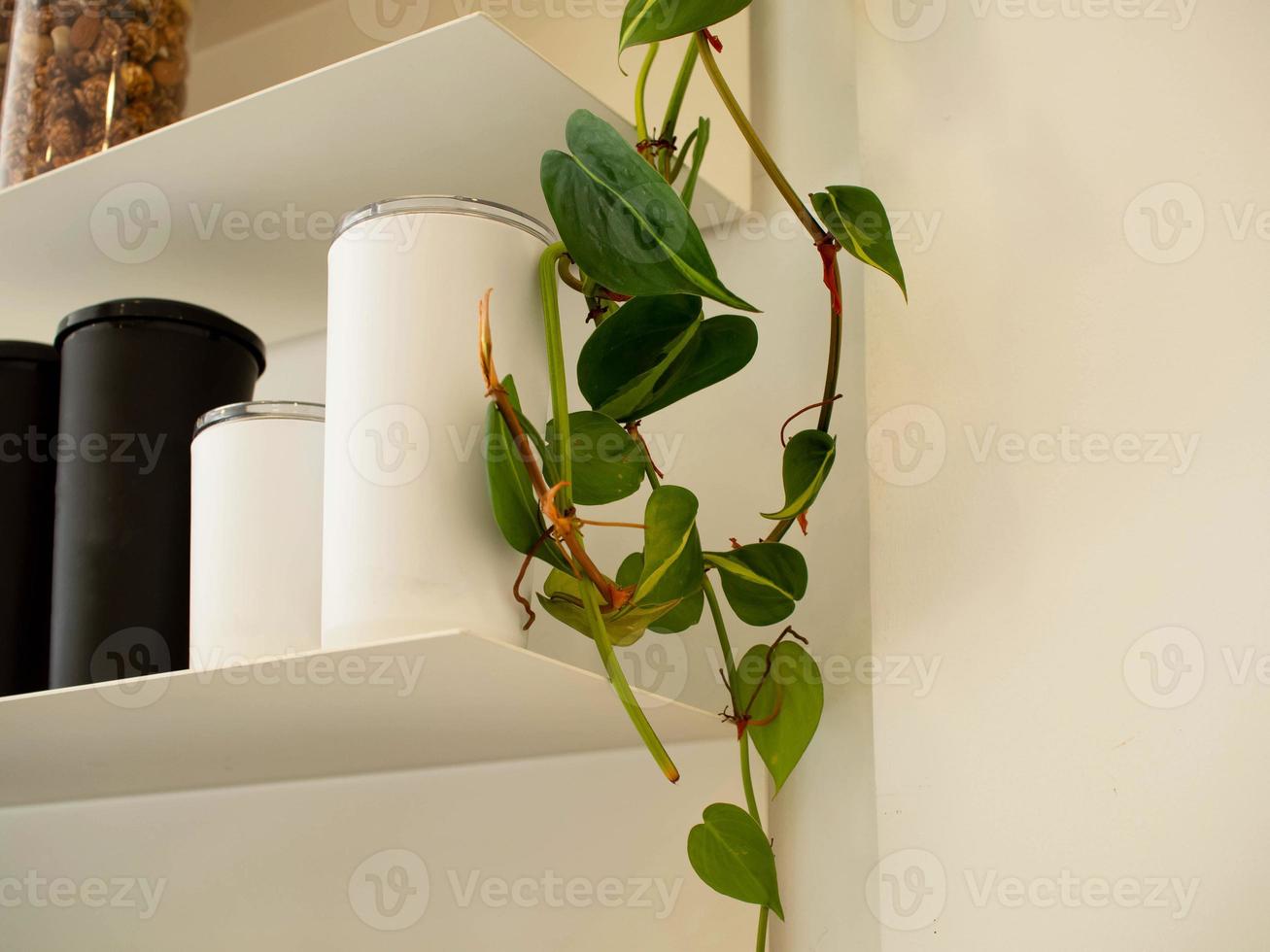 Glass can drink water coffee cup white black color decoration ornament leaf plant flora flower green color mock up empty blank copy space empty interior beautiful loft minimal art luxury product floor photo