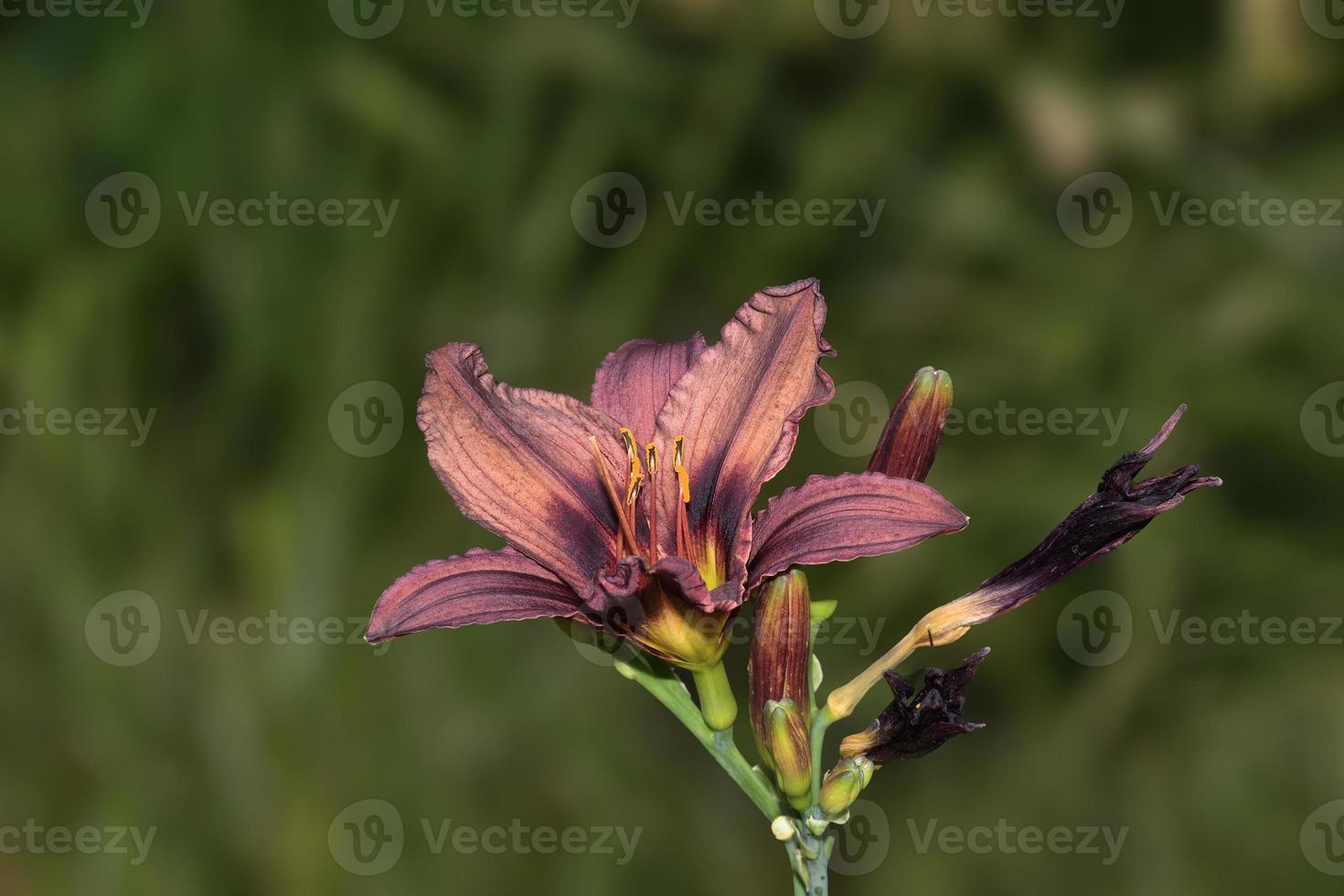 Fire Lily Lilium Bulbiferum,Germany 17326749 Stock Photo at Vecteezy