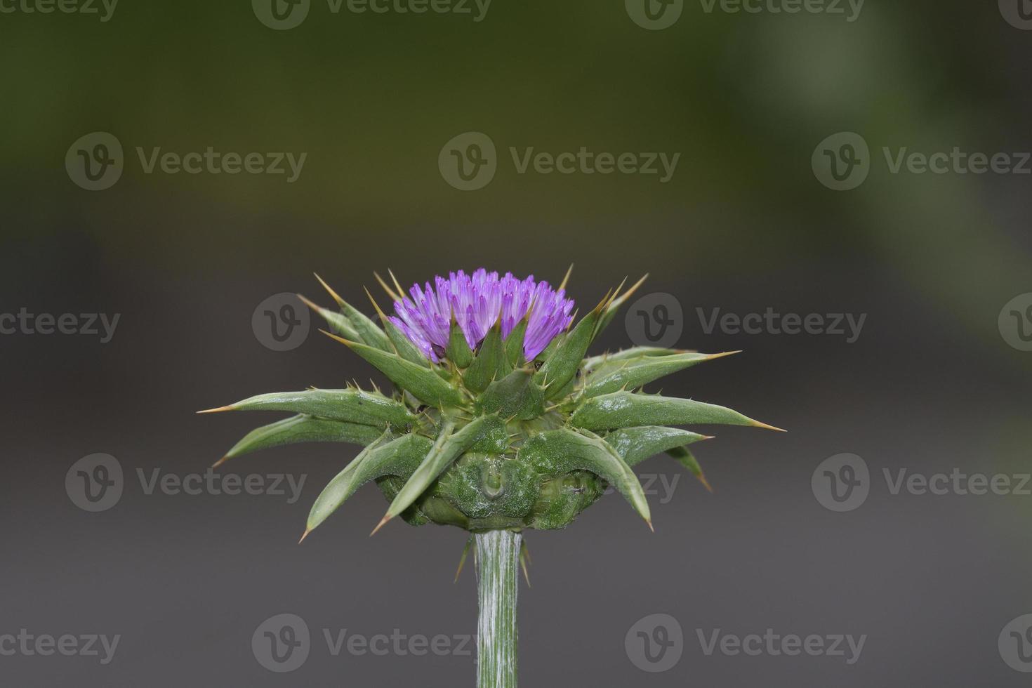 Milk Thistle --Silybum marianum-- Germany photo