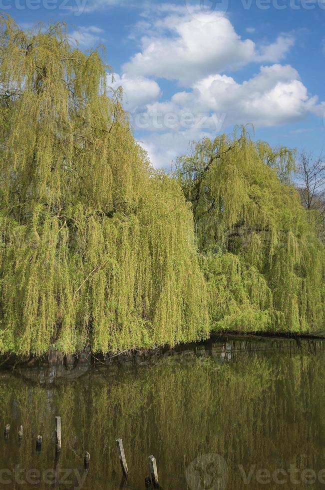 weeping willow tree --Salix babylonica--,Schwalm-Nette Nature Park,lower Rhine region close to Nettetal,Germany photo