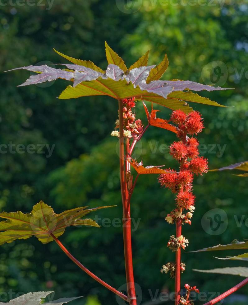 Castor Bean plant--Ricinus communis--,Germany photo